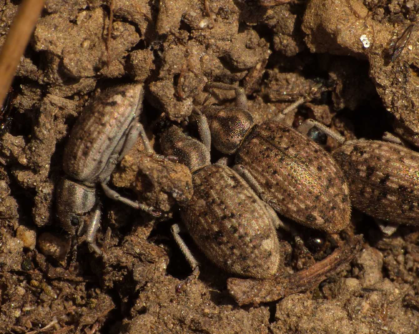 Piccoli Curculionidae sotto una pietra: Cycloderes sp.